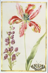 Tulpe, Levkojen und Schmetterling, ca. 1675